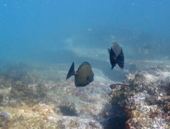 Prionurus maculatus