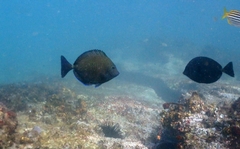 Prionurus maculatus