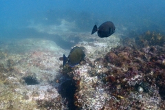 Prionurus maculatus