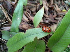 Harmonia dimidiata