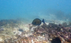 Prionurus maculatus
