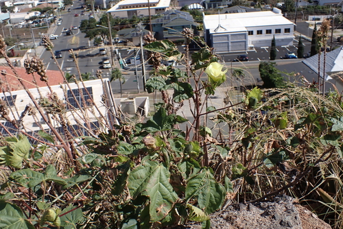 Gossypium barbadense observed 2024-02-23
