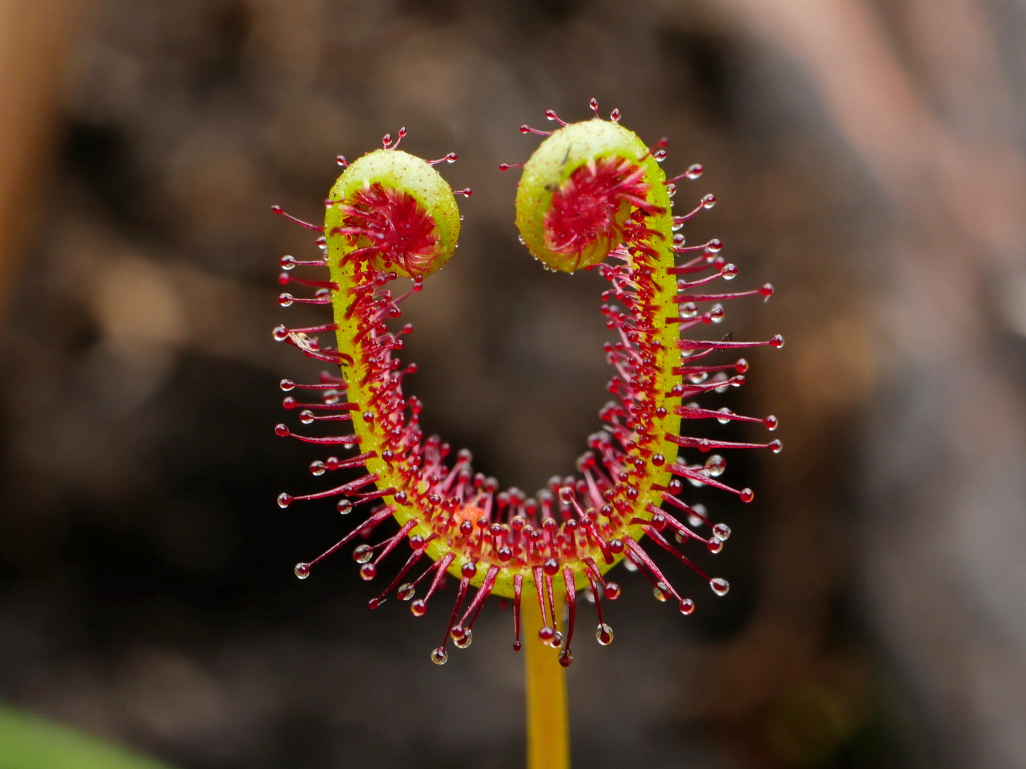 Drosera binata var. multifida