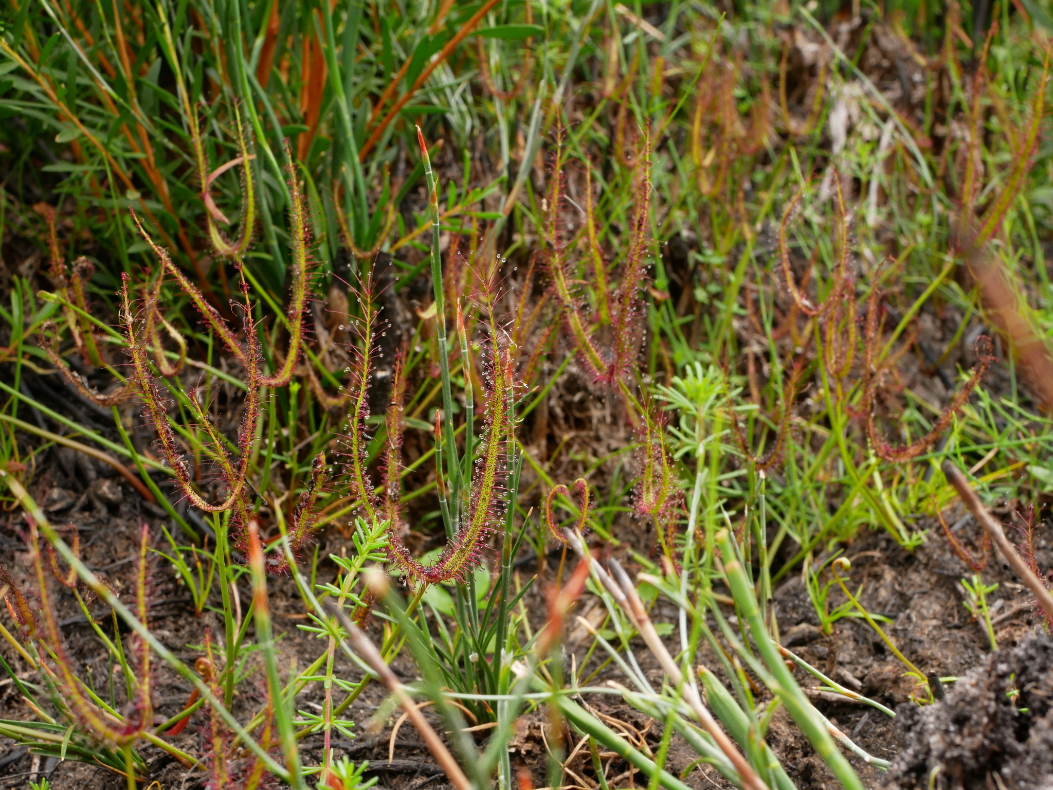 Drosera binata 'T-Form' 2