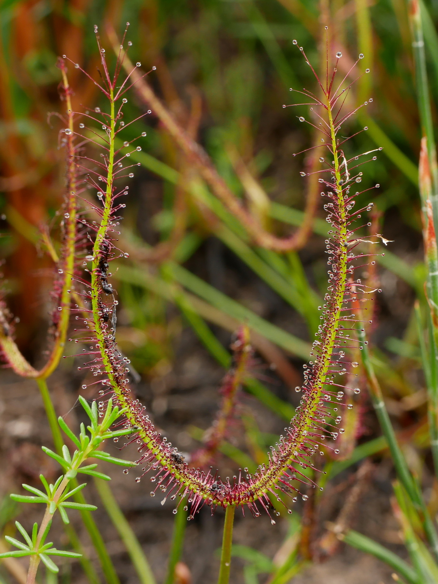 Drosera binata 'T-Form' 3