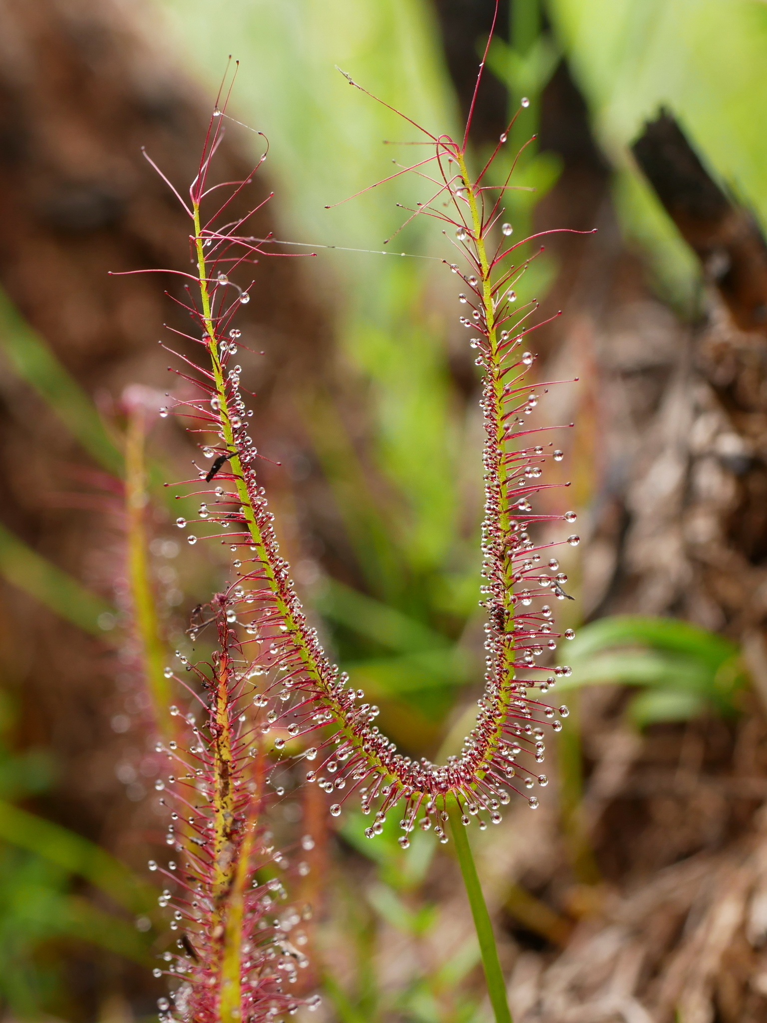 Drosera binata 'T-Form'