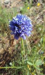 Gilia capitata chamissonis