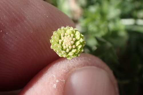 Cotula australis observed 2024-02-23