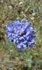 Gilia capitata chamissonis