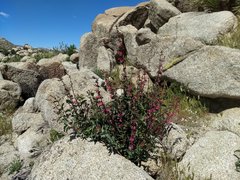 Penstemon clevelandii clevelandii