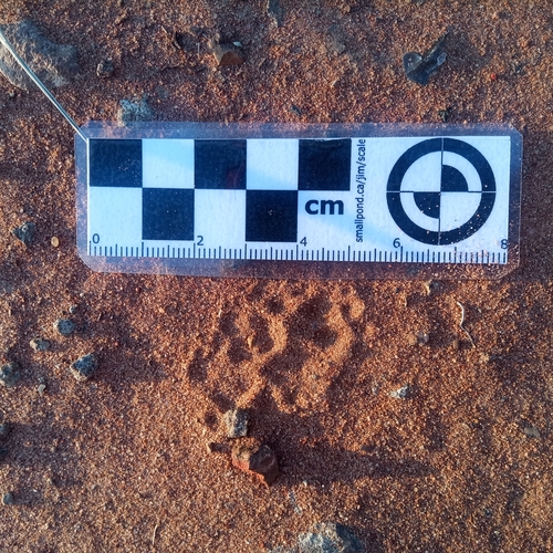 Common Slender Mongoose