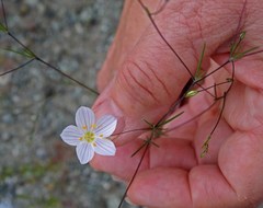 Leptosiphon liniflorus