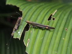 Copiocera specularis