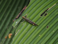 Copiocera specularis