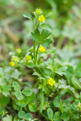 Ranunculus parviflorus