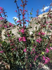 Penstemon clevelandii clevelandii