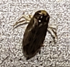 Micronecta ludibunda