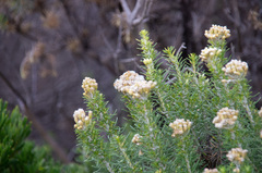 Ozothamnus turbinatus