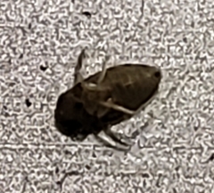 Micronecta ludibunda