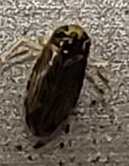 Micronecta ludibunda