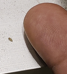 Micronecta ludibunda