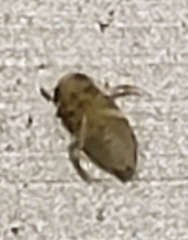 Micronecta ludibunda