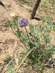 Gilia capitata chamissonis