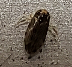 Micronecta ludibunda