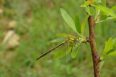 Gomphus pulchellus