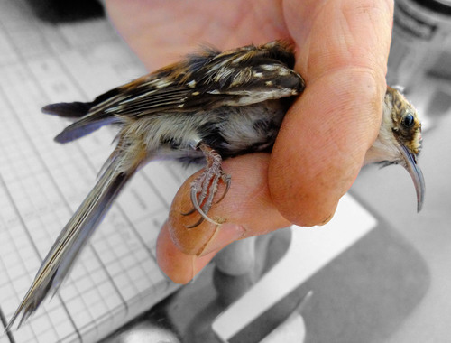 iNaturalist observation photo of Brown Creeper