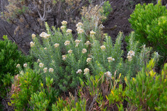 Ozothamnus turbinatus