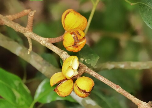 Dysoxylum oppositifolium observed 2024-02-23