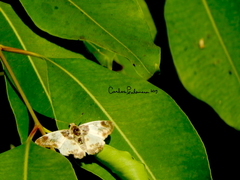 Polyctor cleta