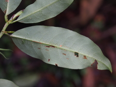 Erythroxylum macrophyllum