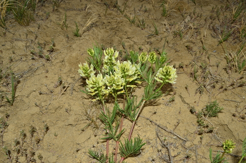 Image of Astragalus pectinatus by (c) Gabriel Campbell-Martinez, some rights reserved (CC BY)