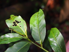 Erythroxylum macrophyllum