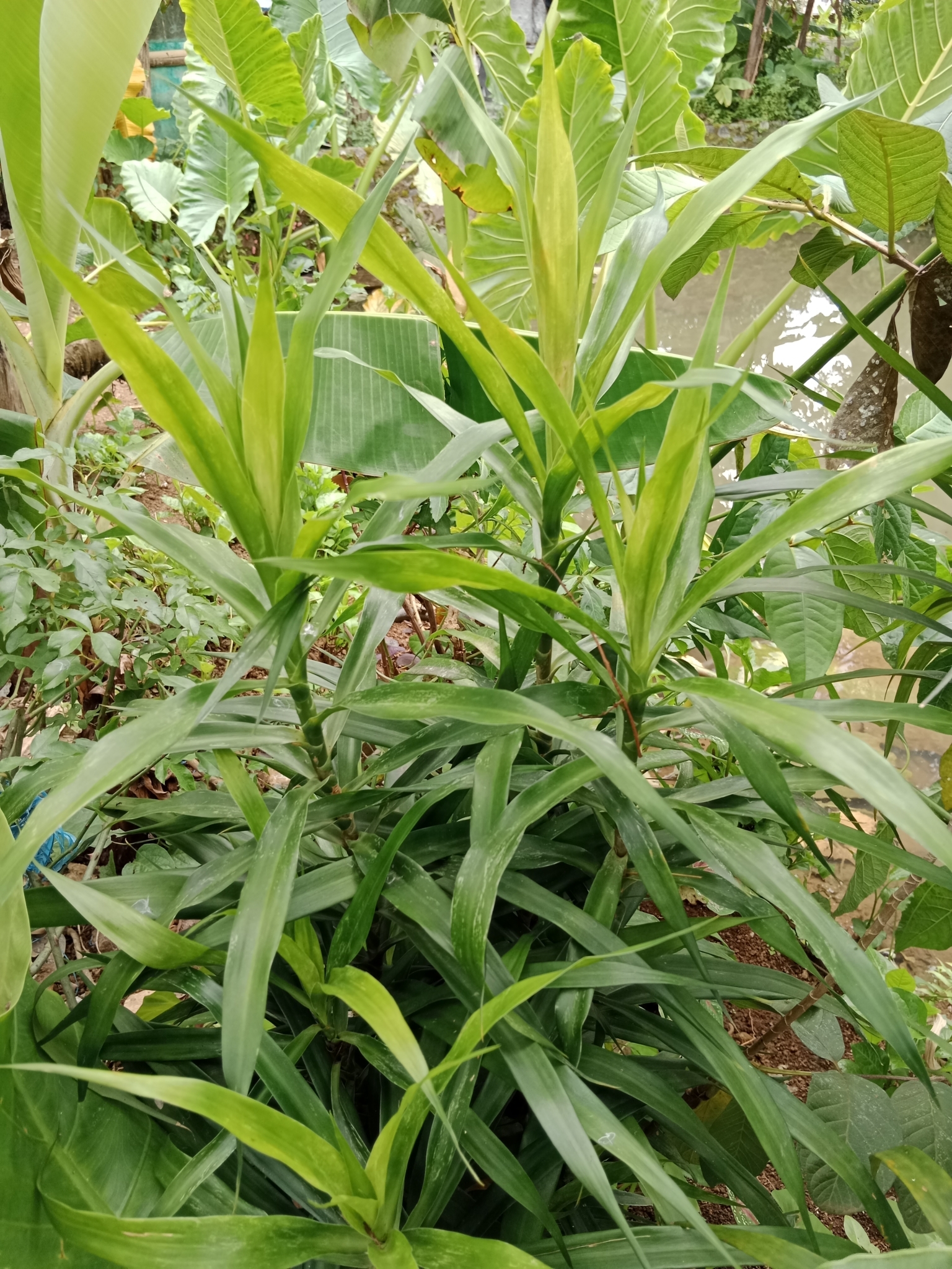 Dracaena angustifolia