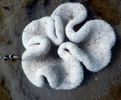 Stichodactyla haddoni image