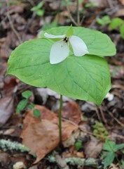 Trillium simile