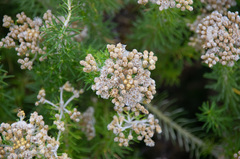 Ozothamnus turbinatus