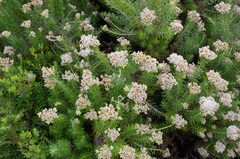 Ozothamnus turbinatus
