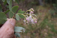 Arctostaphylos viscida viscida