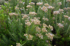 Ozothamnus turbinatus
