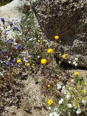 Chaenactis glabriuscula glabriuscula