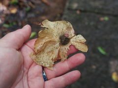 Pterocarpus