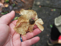 Pterocarpus