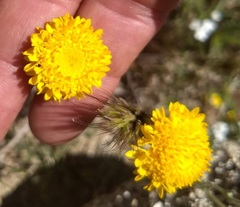 Chaenactis glabriuscula glabriuscula