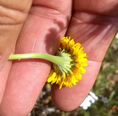 Chaenactis glabriuscula glabriuscula