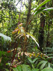 Salpichlaena volubilis