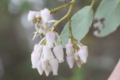 Arctostaphylos viscida viscida